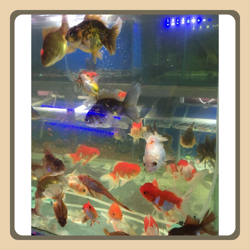 Ikan Hias Koki Jambul Warna-Warni Menarik