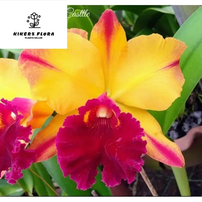 anggrek dewasa cattleya
