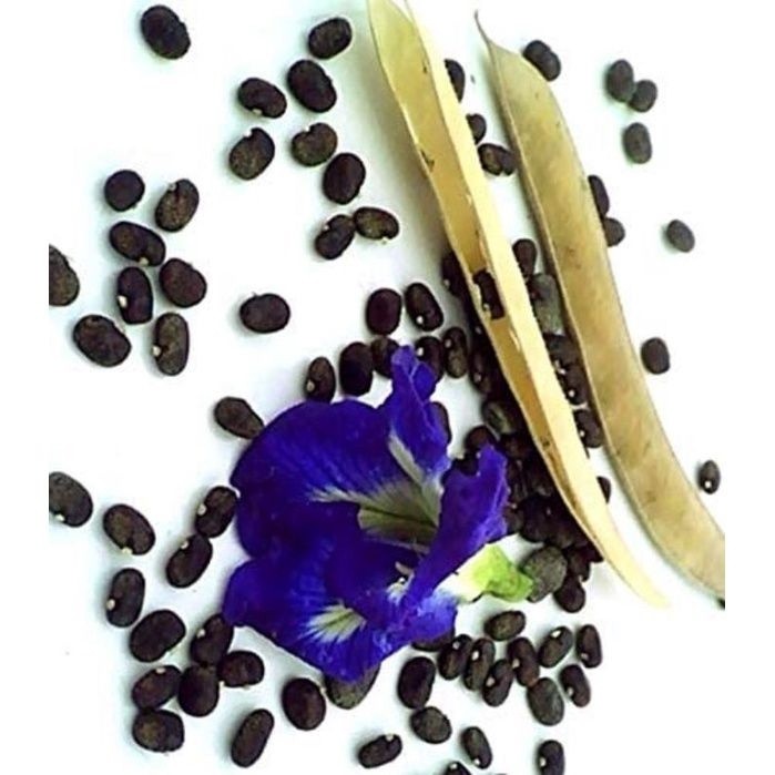 

Biji Benih Bunga Telang / Butterfly pea isi 100biji