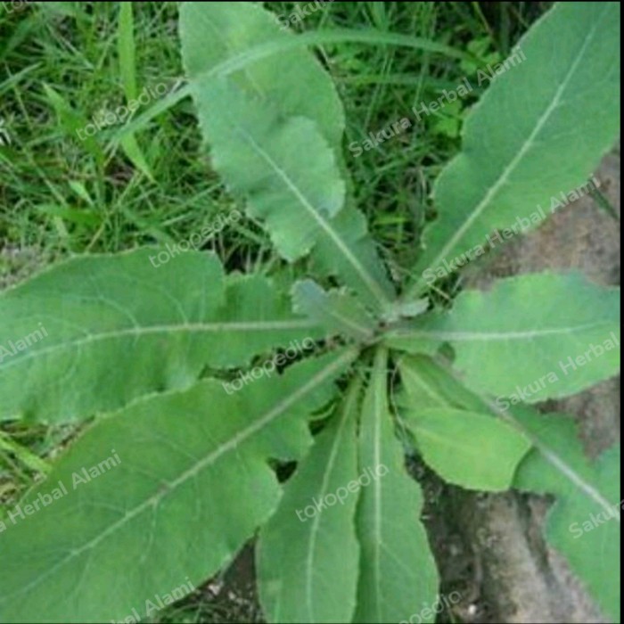 

1kg daun tempuyung segar siap petik setiap orderan masuk
