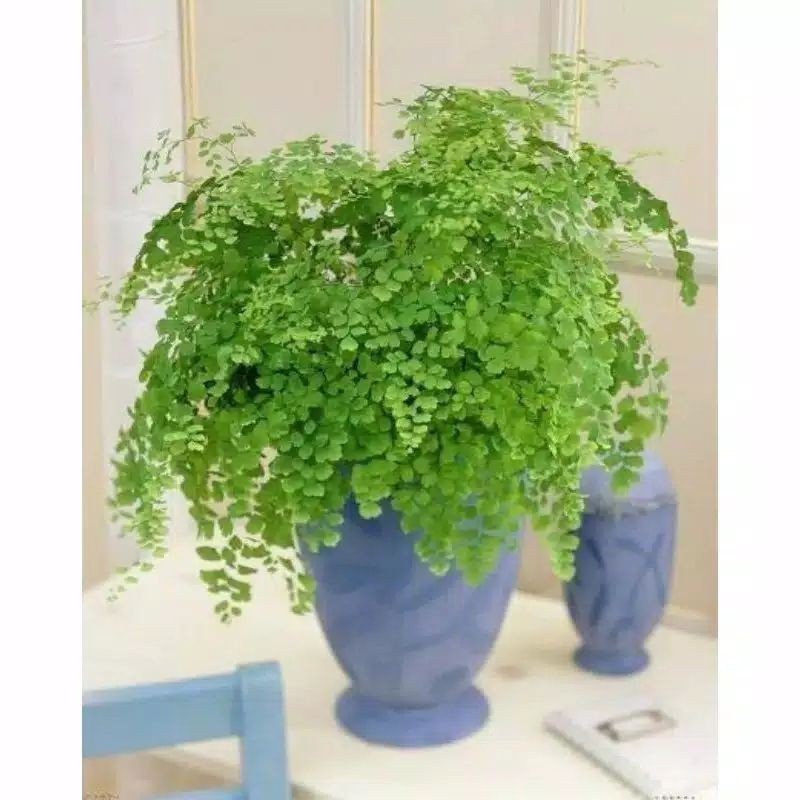 Promo tanaman hias suplir tanaman pot tanaman suplir Lestari_Desaku