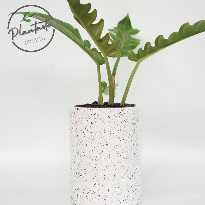 POT SALAMANDER 15 CUBE | D15 T20 | GERABAH | Plantaste | DALAM KOTA - Putih bintik