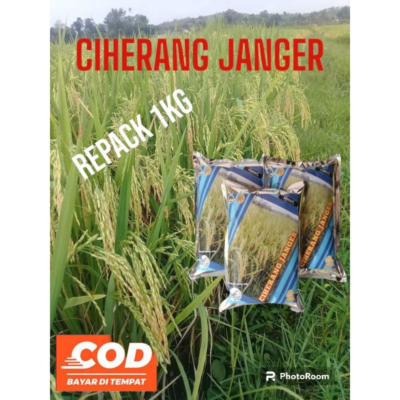 Benih padi Ciherang janger kemasan repack 1kg