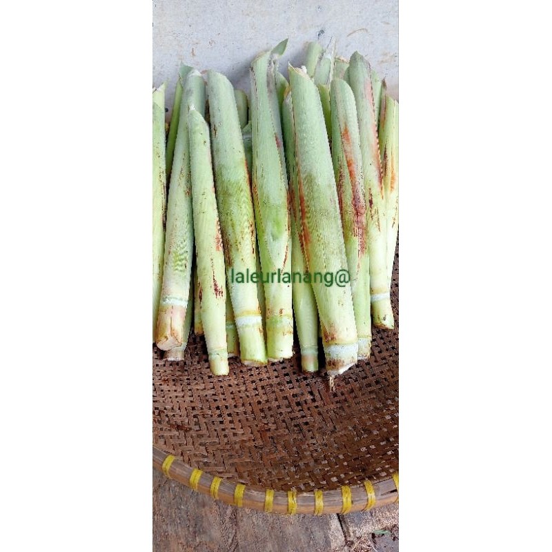 

terubuk,telur tebu press 500 grm