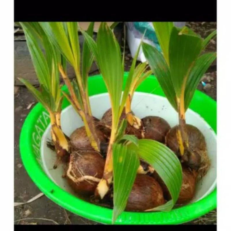 BONSAI KELAPA KUNING / HIJAU  ( BAHAN BONSAI KELAPA) AR