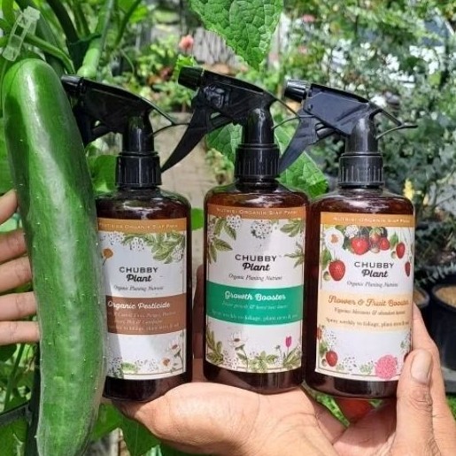 chubby Plant pupuk cair nutrisi tanaman cabe dan pelebat buah seimbang makro mikro grow flower bunga