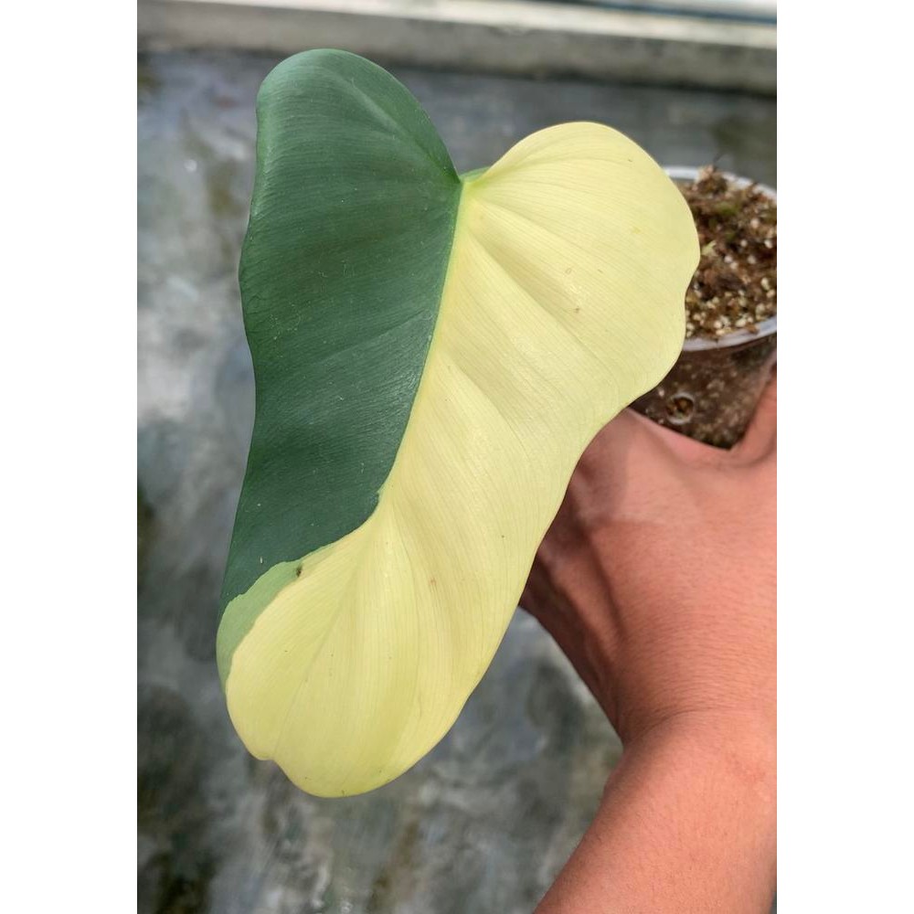 Paketan violin variegata