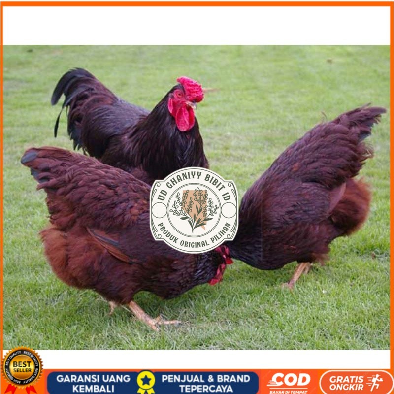

TELUR AYAM RIR / RHODE ISLAND RED PURE LINE UNTUK DI TETASKAN UD GHANIYY BIBIT ID