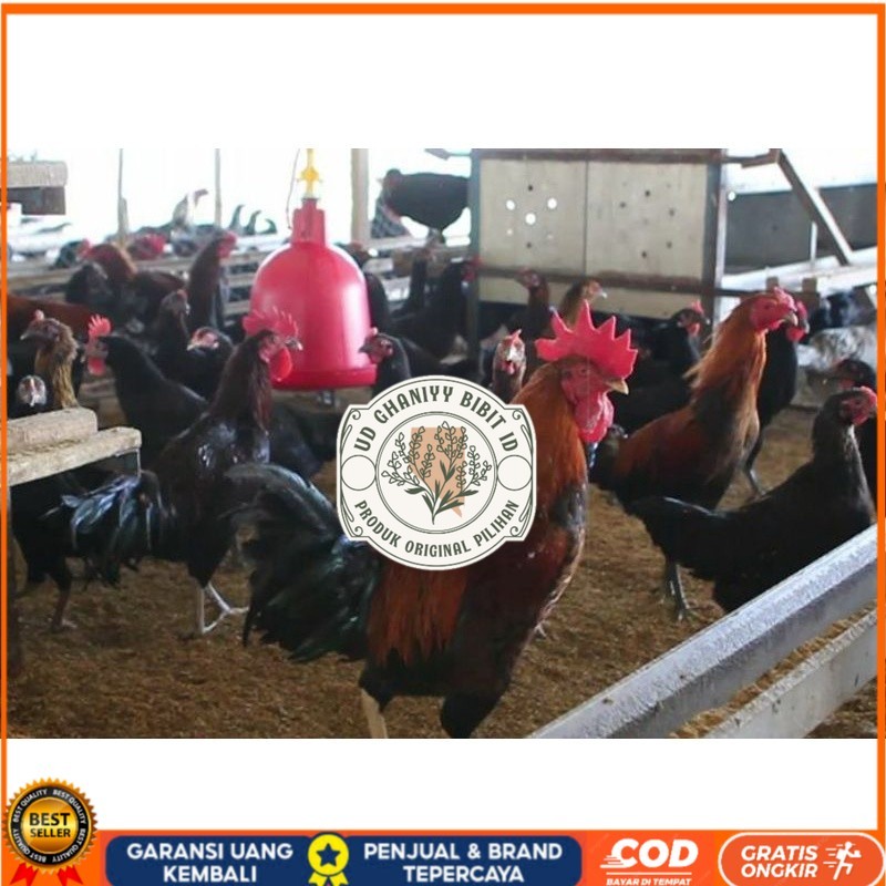 

TELUR AYAM KUB 2 JALUR PETELUR TANGGUH UNTUK DI TETASKAN UD GHANIYY BIBIT ID
