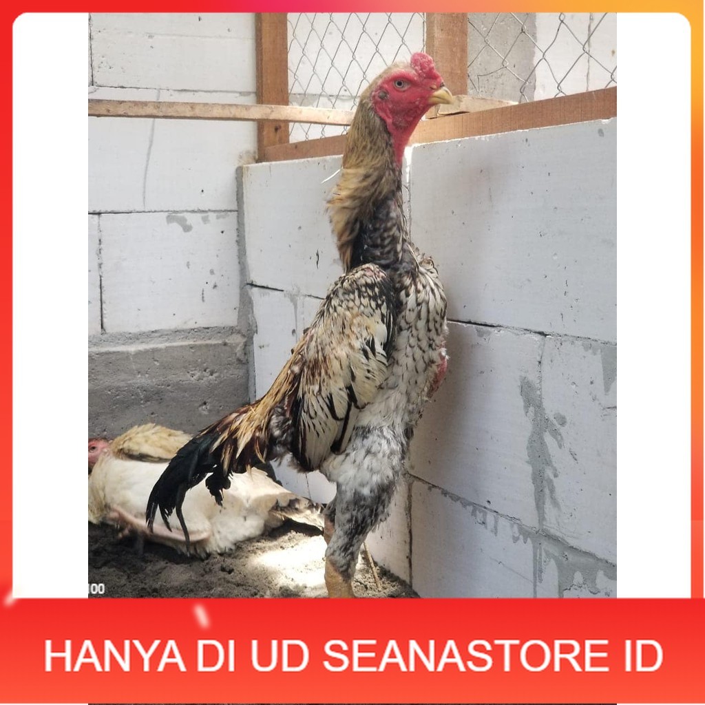 

Telur ayam bangkok shamo jepang / ayam petarung aduan untuk ditetaskan UD SEANASTORE ID