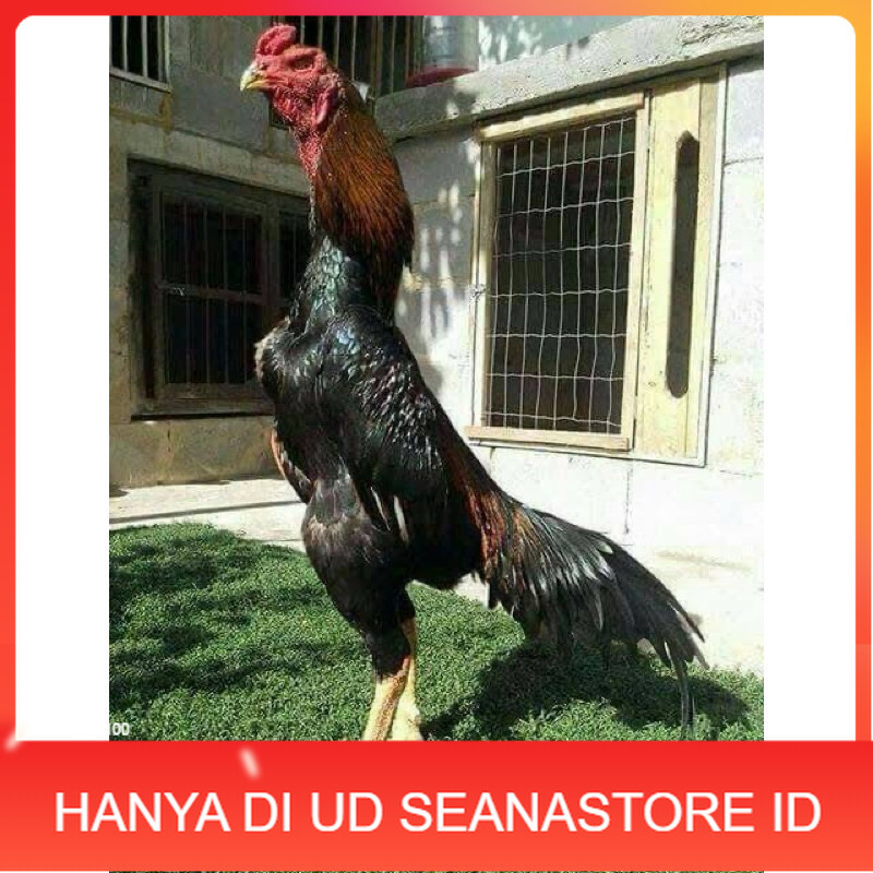 

TELUR FERTIL AYAM SHAMO JEPANG UNTUK DI TETASKAN UD SEANASTORE ID