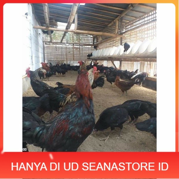 

Telur ayam KUB petelur handal siap ditetaskan - telur ayam kub UD SEANASTORE ID