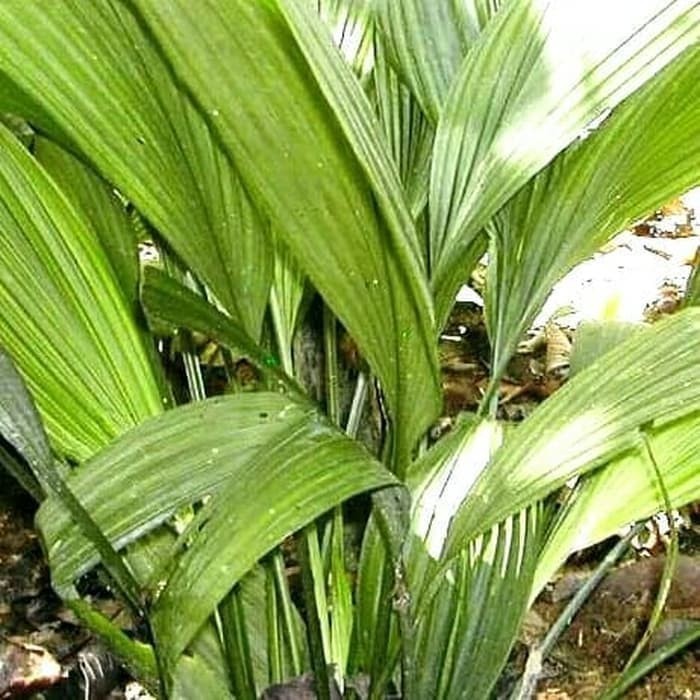 

Extra Herbal Bibit Tanaman Marasi Pohon Lemba Miracle Fruit Manis Melekat Dilidah