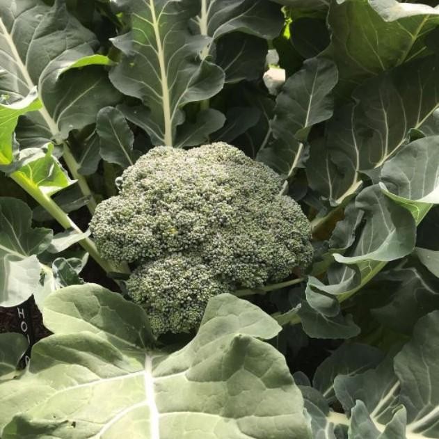 10  Benih Brokoli GREEN MAGIC F1 toleran panas