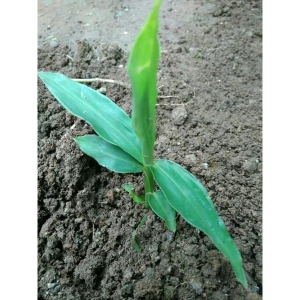 Promo Bibit Rimpang Bangle