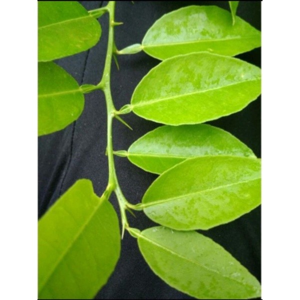 

daun jeruk nipis asli segar 400 g