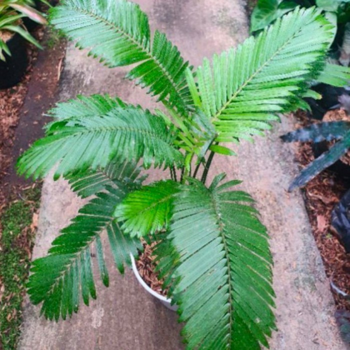 Tanaman hias Palem rotan - Palem mini - rotan hias - jernang hias