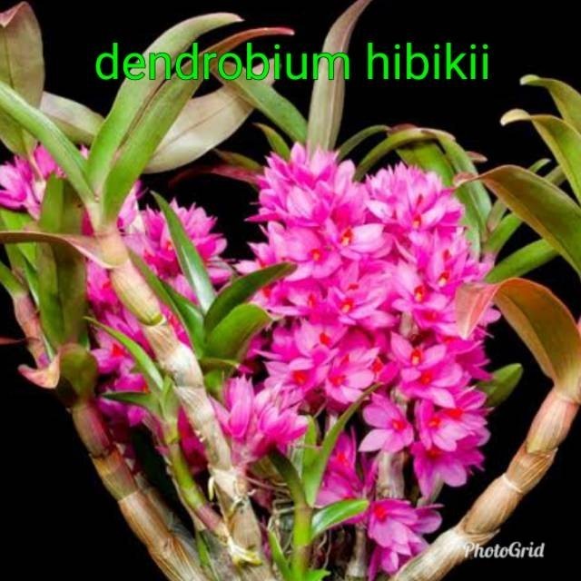A.L anggrek dendrobium hibiki dewasa IB