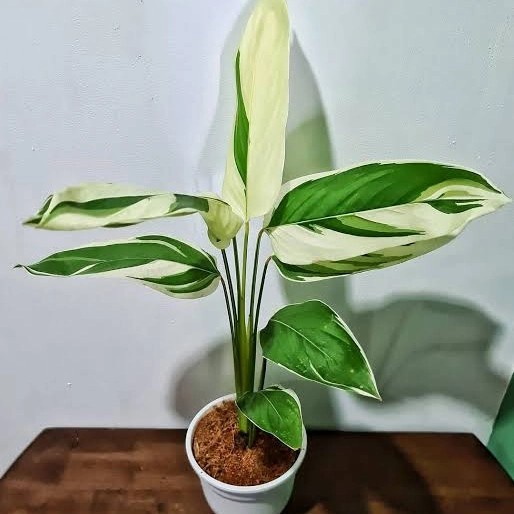 Tanaman hias Calathea Garut Umbi Patat Varigata