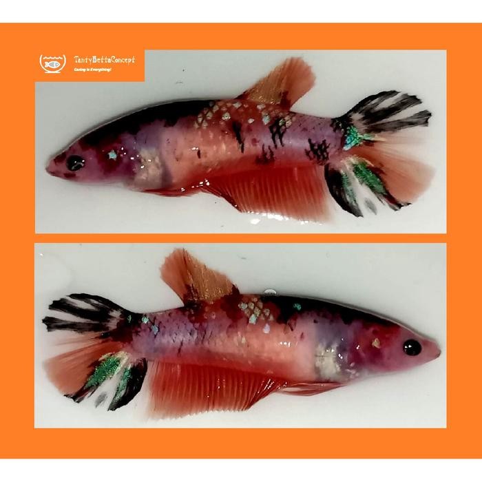 Cupang Giant Female, FmGiant21