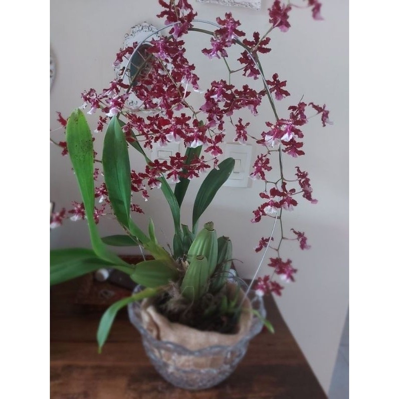 Anggrek Oncidium Dewasa Siap Berbunga Cheira Baunilha - Bunga Oncidium