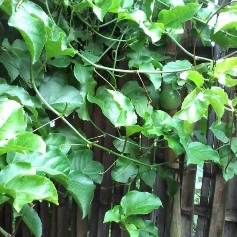 

New Promo jual daun markisa fresh 500 gram daun buah markisa oabat hrbal COD A.L_96