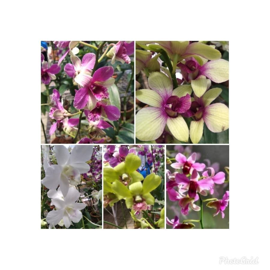 Bibit Anggrek Dendrobium Dalam Botol/Bibit Anggrek/Tanaman Hidup