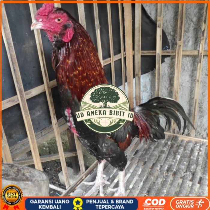 

Telur ayam bangkok birma fertil / ayam petarung aduan bisa ditetaskan Langsung UD ANEKA BIBIT ID