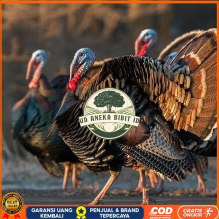 

Telur ayam kalkun jumbo / telur ayam hias / telur fertil siap cod UD ANEKA BIBIT ID