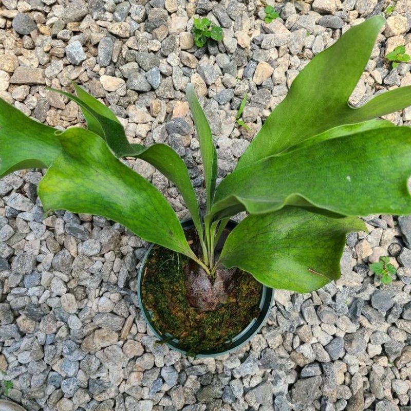 TANAMAN HIAS PLATYCERIUM HILLI DRAGON PAPUANUM ( + PAPAN PAKIS )