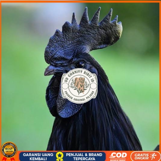 

Telur ayam cemani / telur ayam hias / telur fertil siap cod UD GHANIYY BIBIT ID