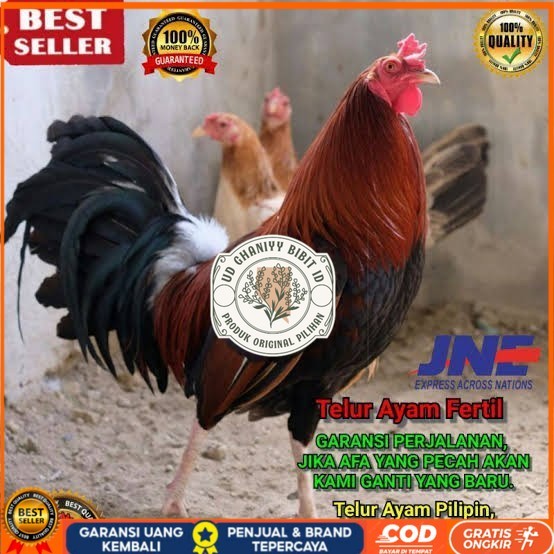 

Telur ayam hias pilipin fertil bisa ditetaskan Langsung UD GHANIYY BIBIT ID