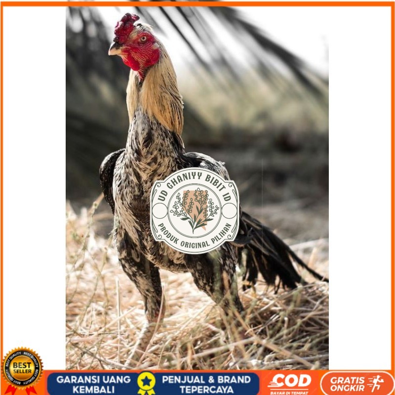 

PAMA NINJA TELUR FRESH PROMO FERTIL UD GHANIYY BIBIT ID