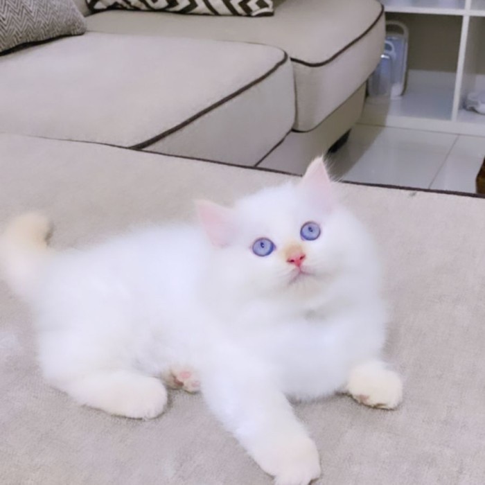 kucing persia white solid jantan