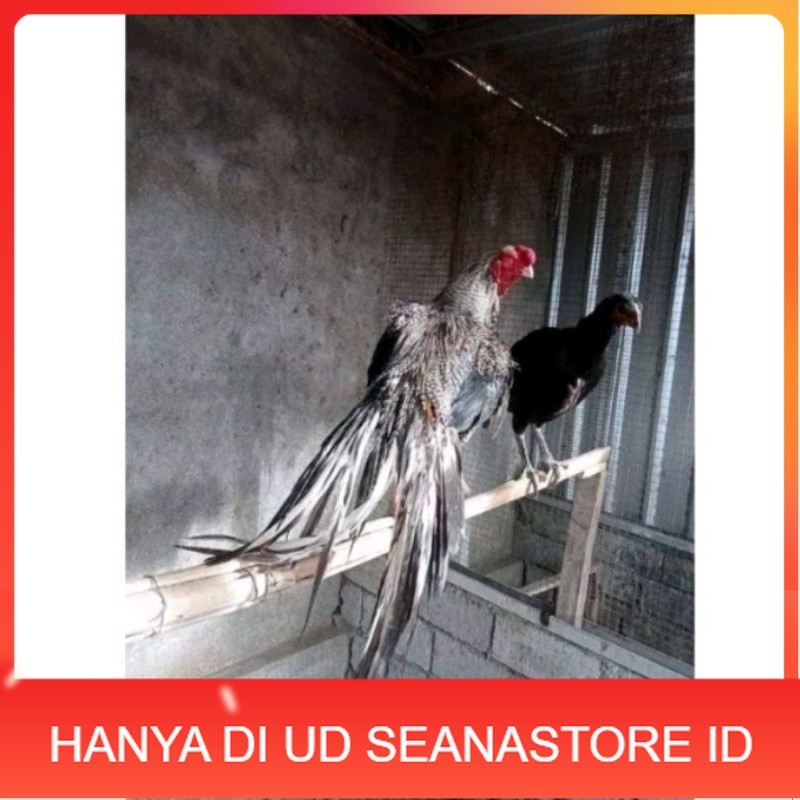 

Telor Ayam Bangkok Ekor Lidi Telur Ayam Hias Fertil hanya untuk ditetaskan UD SEANASTORE ID