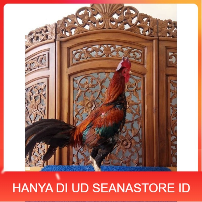 

TELUR PHAKOY MURAH FRESH FERTIL UD SEANASTORE ID