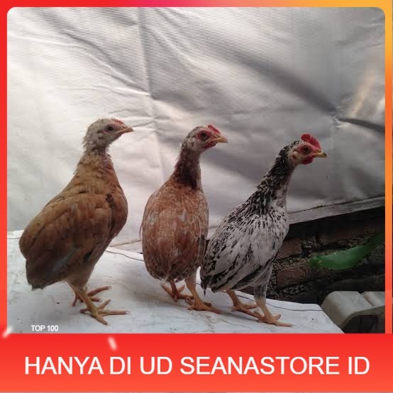 

Telur ayam tukung / telur ayam hias / telur fertil asli UD SEANASTORE ID