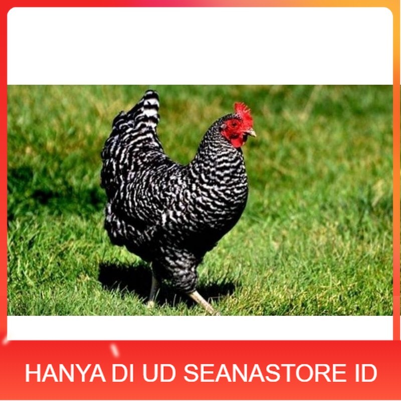 

TELUR AYAM KUNTARA UNTUK DI TETASKAN UD SEANASTORE ID