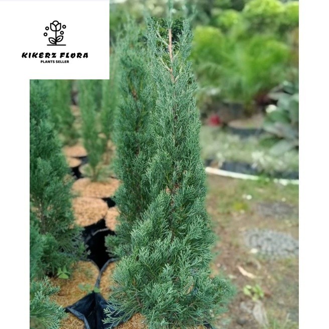 Cemara lilin tinggi -+50 cm