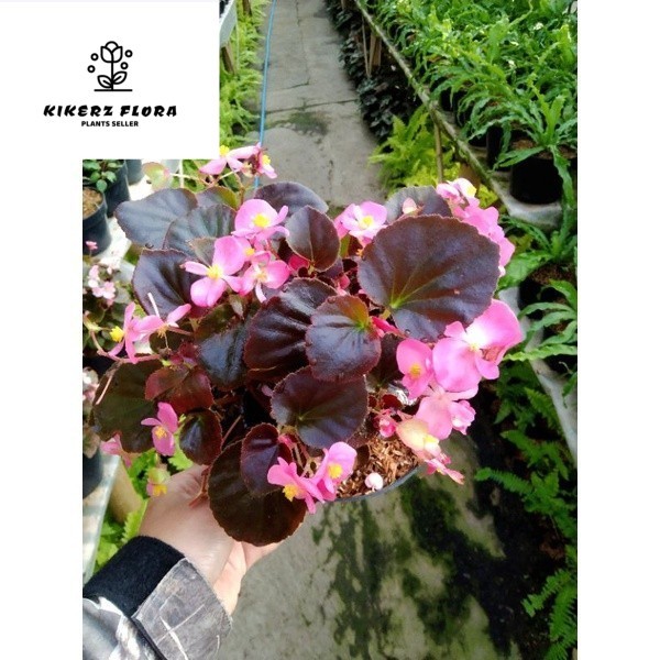 BEGONIA CUCULLATA  begonia bunga pink