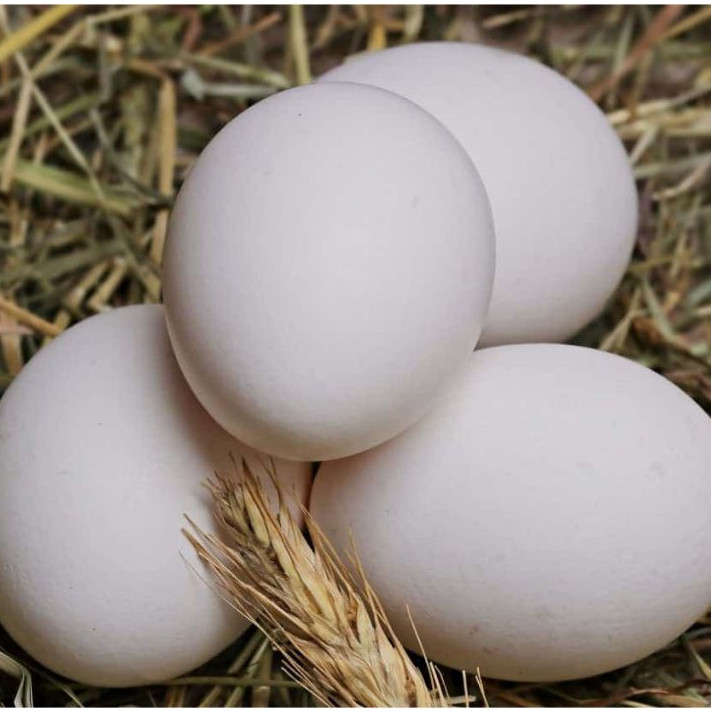 

Telur Ayam Kampung Organik Isi 6