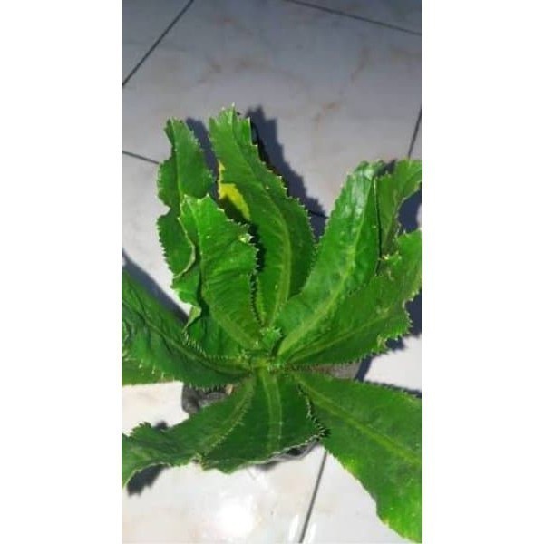 

Promo Jual Daun Walang Sangit Segar 1 Kg [ Fresh Produk ] #terlaris