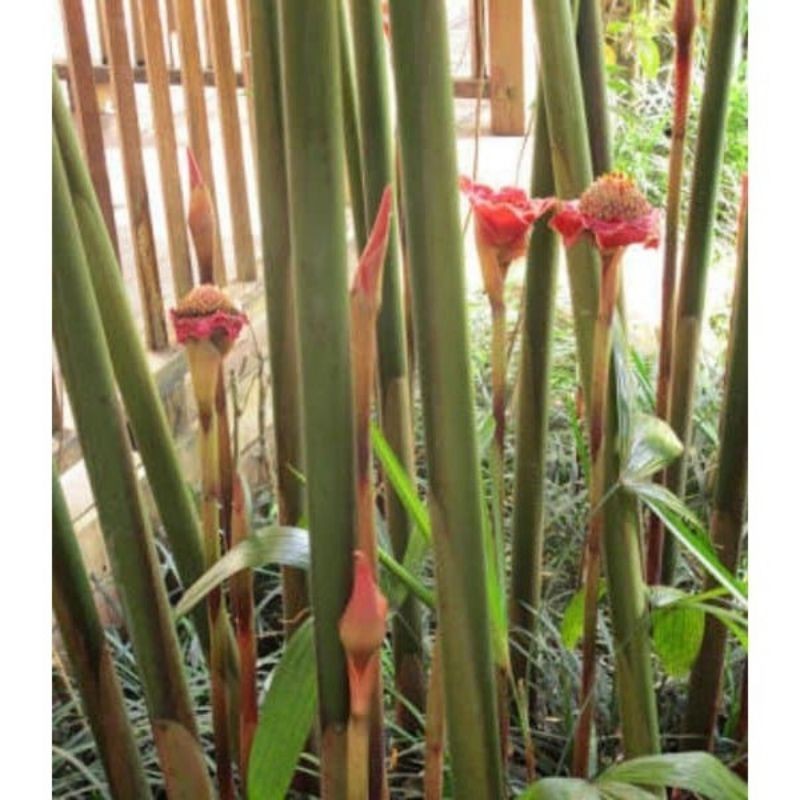 

batang pohon kecombrang/ honje 1kg fresh