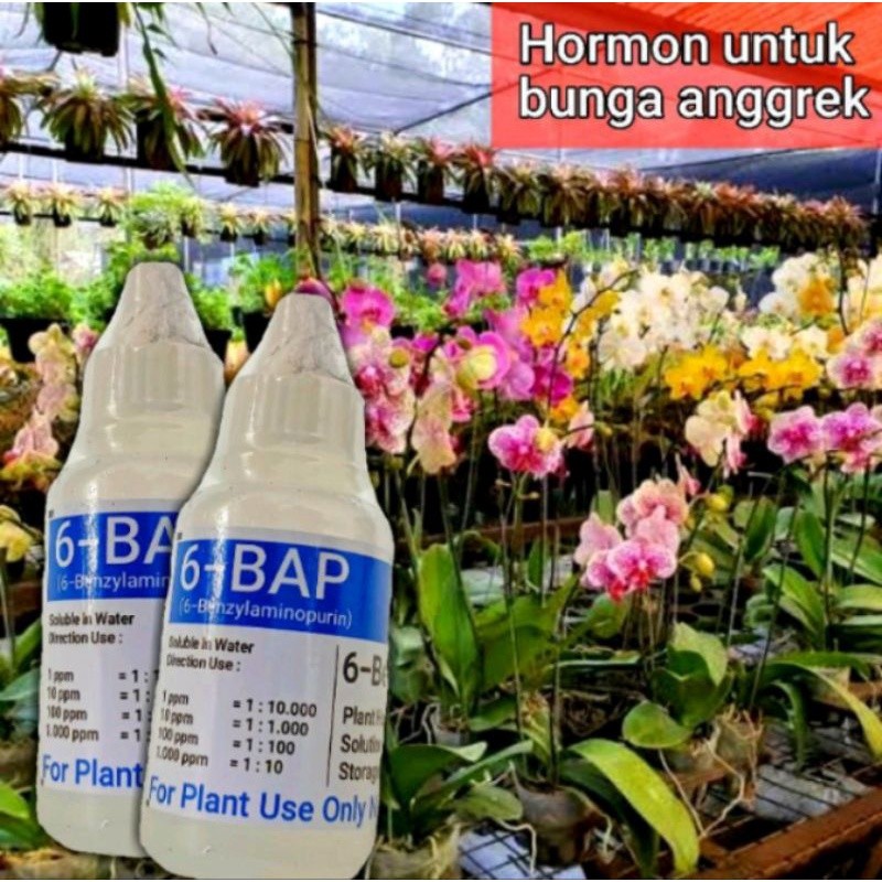 HORMON 6 BAP MERAH HORMON 6 BAP BIRU HORMOH 6 BAP HIJAU 6-BAP BENZYL AMINO PURIN SITOKININ 30 ML