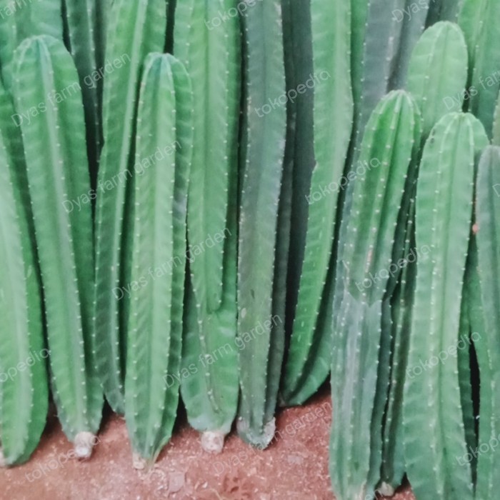 

Tanaman Hias Indoor Outdoor Kaktus Koboi Tanpa Duri ukuran 30-40cm