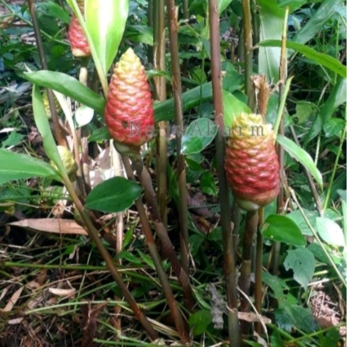 

bibit tanaman herbal lempuyang gajah