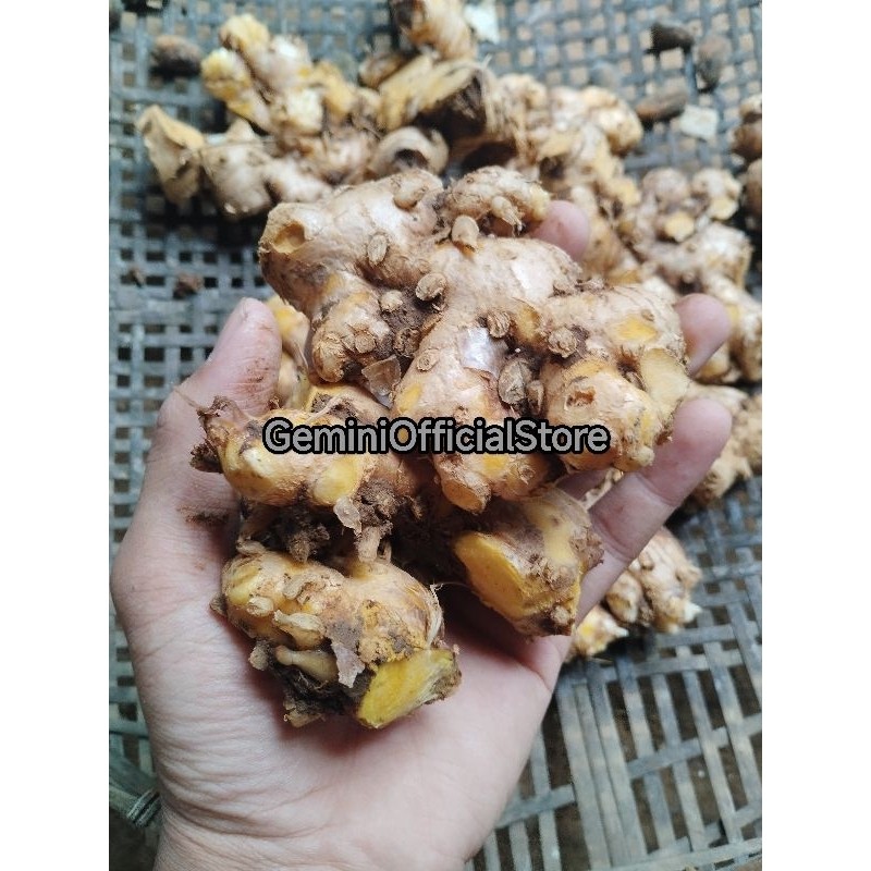 

Ready panglai atau Bangle segar Alam Herbal 28