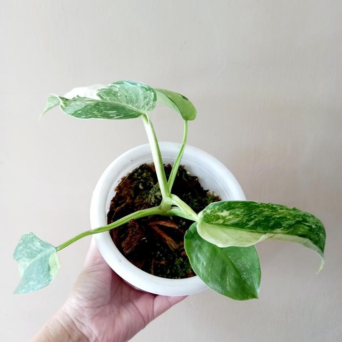 Philodendron Jose Buono