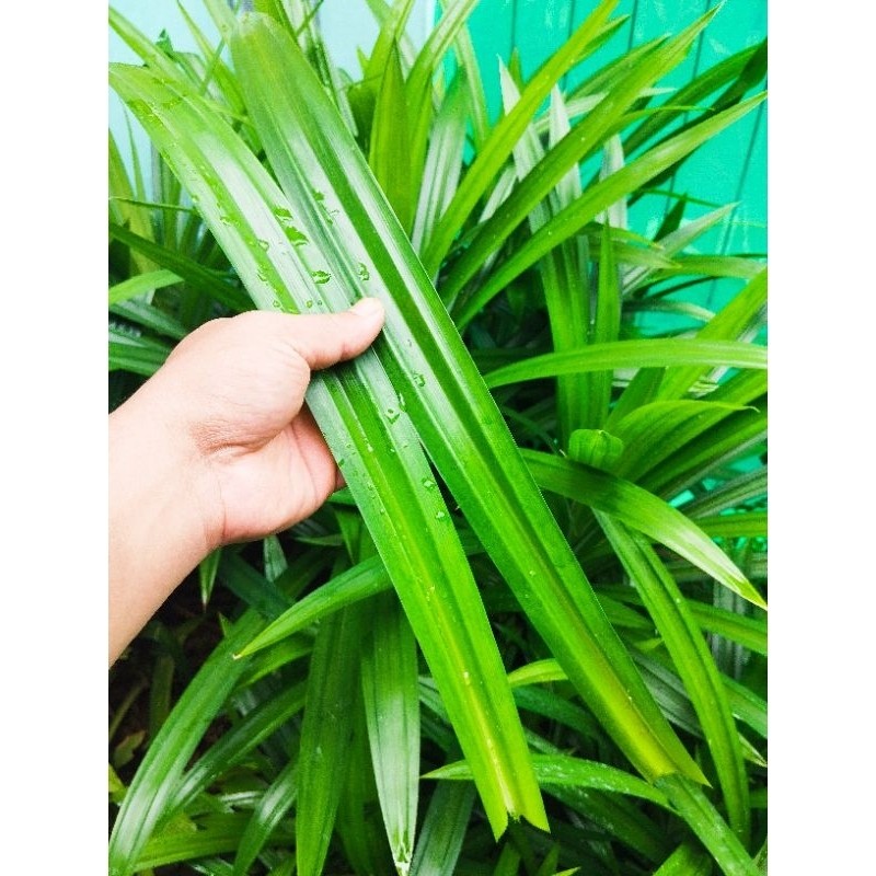

daun pandan 5 helai