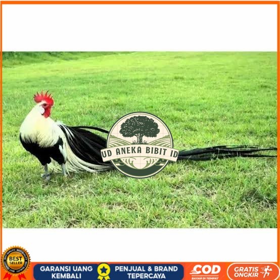 

Telur ayam hias onagadori ekor panjang siap ditetaskan UD ANEKA BIBIT ID